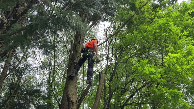 How Our Tree Care Process Works  in Saylorville, IA